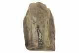 Triceratops Shed Tooth - Montana #98343-1